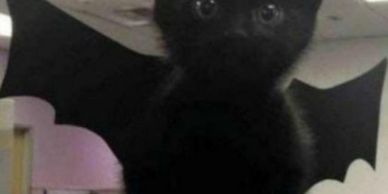 Imagem do grupo de WhatsApp 𝐓'𝐇𝚺 𝐁𝚺𝐒𝐓 𝐖𝚫𝐑 𝐑𝐂𝐓¹