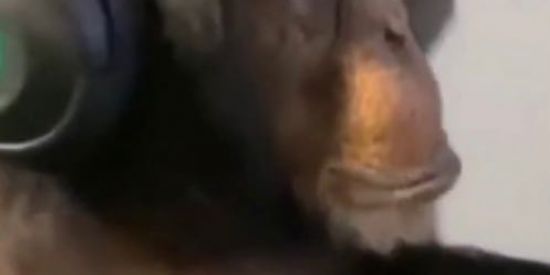 Imagem do grupo de WhatsApp Toca do Alpha Games