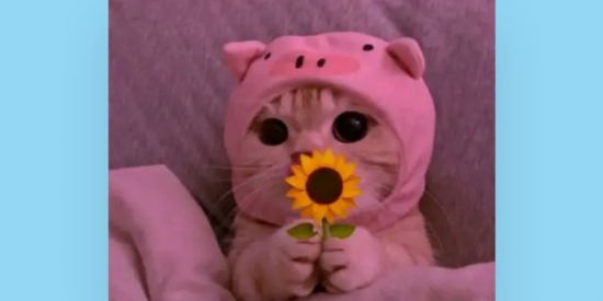 Imagem do grupo de WhatsApp ENGAJAMENTO INSTAGRAM GRÁTIS