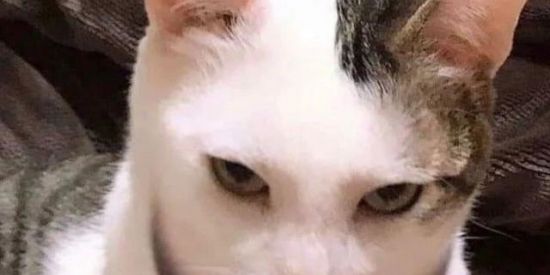 Imagem do grupo de WhatsApp ◇CHAT DA ZUEIRA 480◇