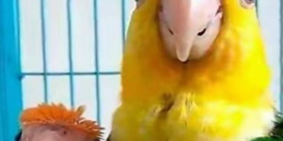 Imagem do grupo de WhatsApp Web namoro 10 a 15