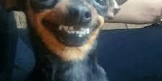 Imagem do grupo de WhatsApp Os Memeiros da Bahia