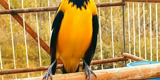 Imagem do grupo de WhatsApp CRIADORES DO SUBURBIO🐧🍃🌿🪵