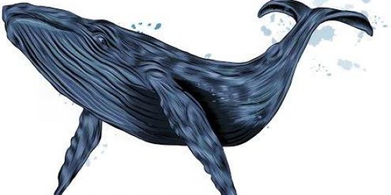 Imagem do grupo de WhatsApp Baleia  Azul 🐋