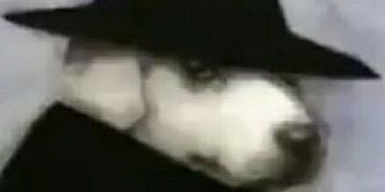 Imagem do grupo de WhatsApp Tropa dos Dog😜