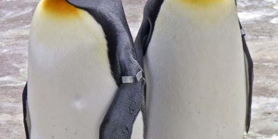 Imagem do grupo de WhatsApp Fã clube dos pinguins 🐧🎩