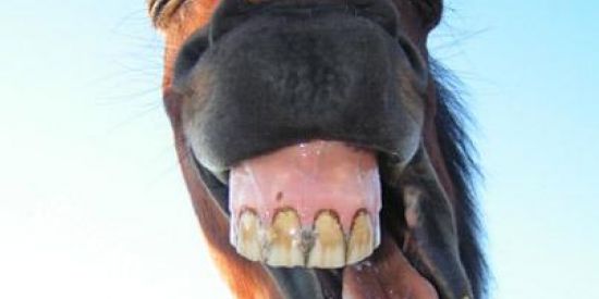 Imagem do grupo de WhatsApp Kombi