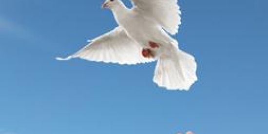 Imagem do grupo de WhatsApp Seguidores de Cristo 🙏