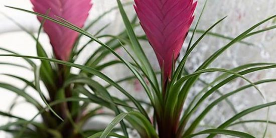 Imagem do grupo de WhatsApp Troca/doaçoes de Plantas🌺