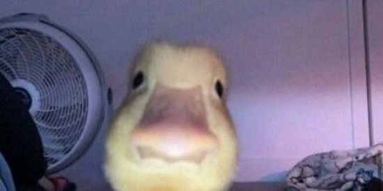 Imagem do grupo de WhatsApp Grupo aleatório