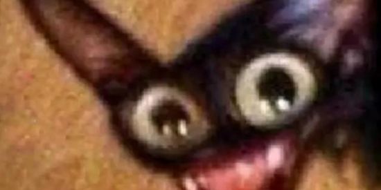 Imagem do grupo de WhatsApp "amigos" da Goetia 😈👹