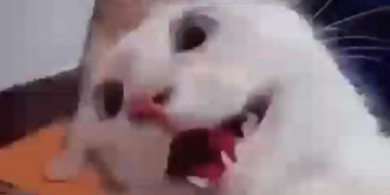 Imagem do grupo de WhatsApp ༒shitpost༒