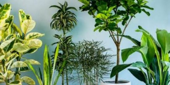 Imagem do grupo de WhatsApp Mundo Verde