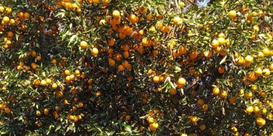 Imagem do grupo de WhatsApp Shit rolls