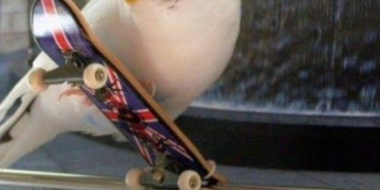 Imagem do grupo de WhatsApp skatistas de MG