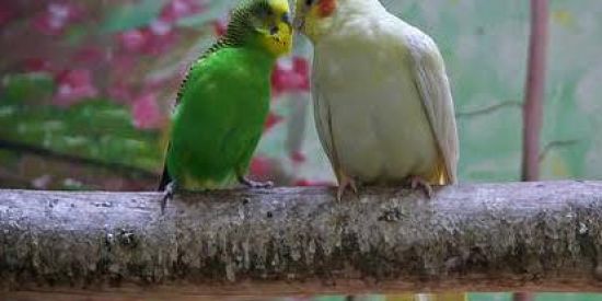 Imagem do grupo de WhatsApp Calopsitas, Periquitos e+