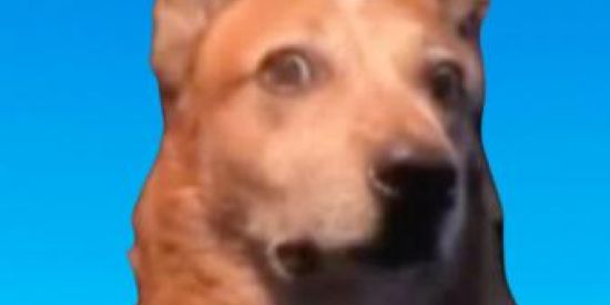 Imagem do grupo de WhatsApp 👽 ZŰEIŘA dö CÅØ 🐕😈