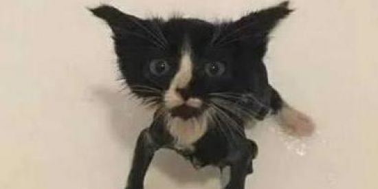 Imagem do grupo de WhatsApp grupo de zueira