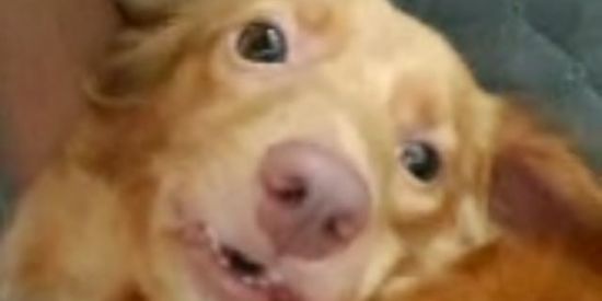 Imagem do grupo de WhatsApp Resenha 🤡🕊