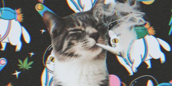 Imagem do grupo de WhatsApp Shit post 😎