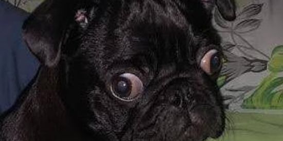 Imagem do grupo de WhatsApp ANGEL: ERA RENASCIMENTO🤎🎀