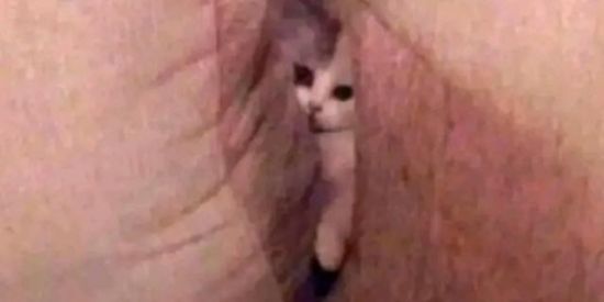 Imagem do grupo de WhatsApp 🔮×ᗩᗰZᗞS×🔮