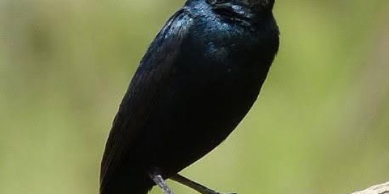 Imagem do grupo de WhatsApp TIZILEIROS 🔥