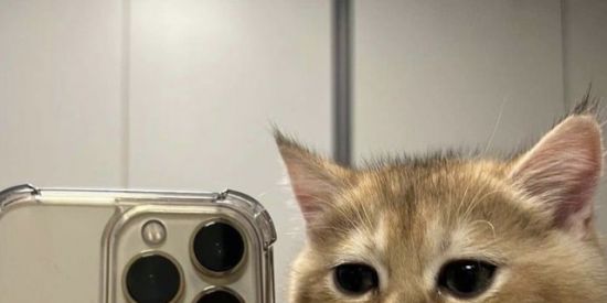 Imagem do grupo de WhatsApp 🔥CHAT E NAMORO🦋