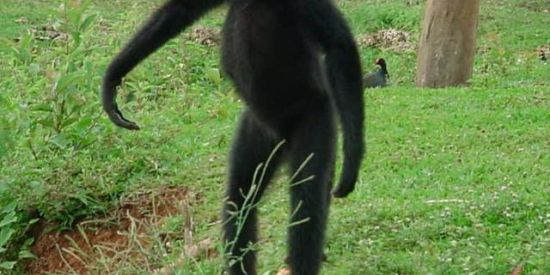 Imagem do grupo de WhatsApp Shit do Macaco-aranha🐒🕷️🙊🕸️