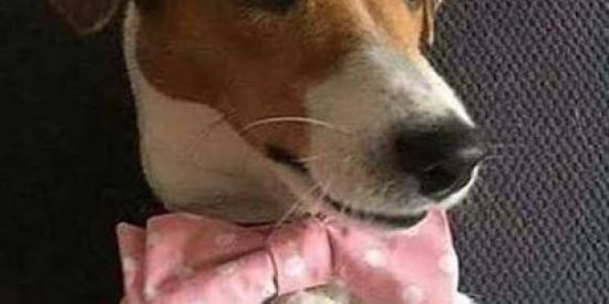 Imagem do grupo de WhatsApp Bando de retardados