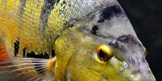 Imagem do grupo de WhatsApp Aquarismo Jumbo sp