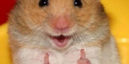 Imagem do grupo de WhatsApp Banho só no sábado 🥱