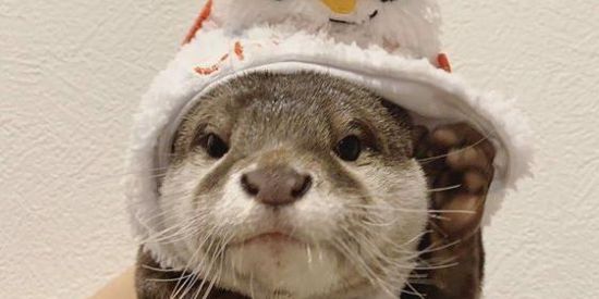 Imagem do grupo de WhatsApp Viwer Status "Amizades"