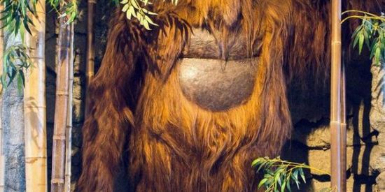 Imagem do grupo de WhatsApp Sociedade dos Macacos🦍🦧🐒