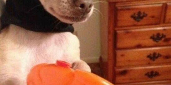 Imagem do grupo de WhatsApp Doidos🙃