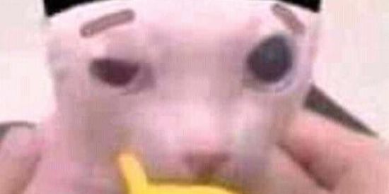 Imagem do grupo de WhatsApp Zoeira da madrugada