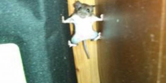 Imagem do grupo de WhatsApp [best frendes seus pobris]