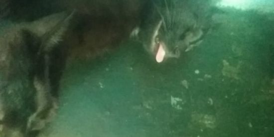 Imagem do grupo de WhatsApp magias & bruxaria