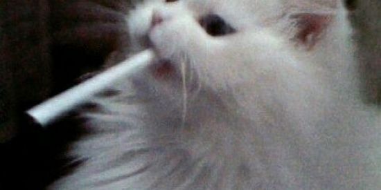 Imagem do grupo de WhatsApp G4ng of Khalida