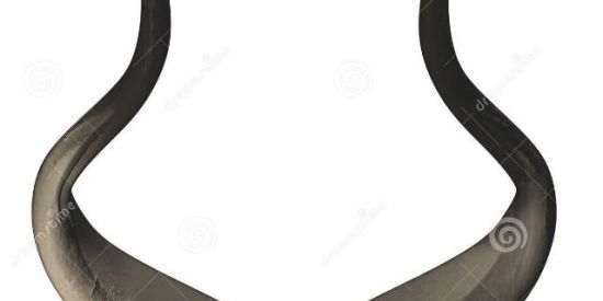 Imagem do grupo de WhatsApp Web gados😏🐂