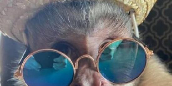 Imagem do grupo de WhatsApp 〠 Los Mamacos 𓃸