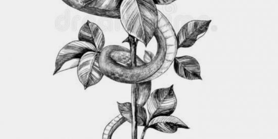 Imagem do grupo de WhatsApp armario