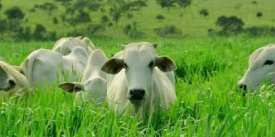 Imagem do grupo de WhatsApp Pastagens 🌱