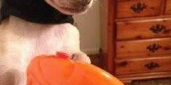 Imagem do grupo de WhatsApp 𝕊Ó 𝔸𝕊 𝕍𝕀𝕊𝔸𝔾𝔼 ⏎ 🤡