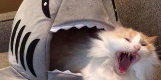 Imagem do grupo de WhatsApp 𝚈𝚊𝚖𝚎𝚝𝚎 𝙺𝚞𝚍𝚊𝚜𝚊𝚢 ✨