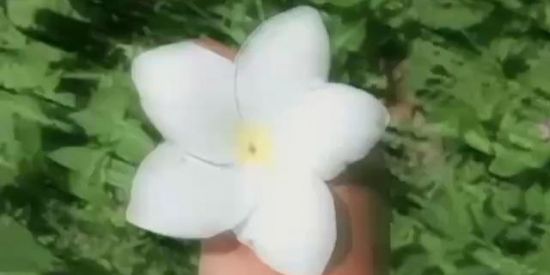 Imagem do grupo de WhatsApp Iniciantes da bruxaria🍃