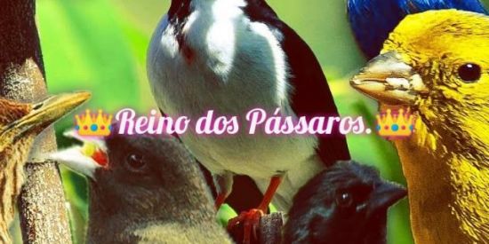 Imagem do grupo de WhatsApp 👑🐦Reino dos Pássaros.👑🐦