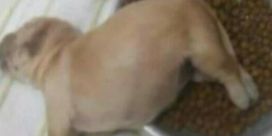 Imagem do grupo de WhatsApp FIGURINHAS & SHITPOST