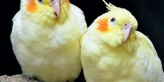 Imagem do grupo de WhatsApp •CALOPSITA🦜