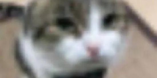 Imagem do grupo de WhatsApp 𝑺𝒉𝒊𝒕¿